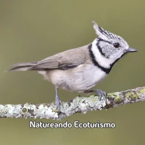 Natureando Ecoturismo